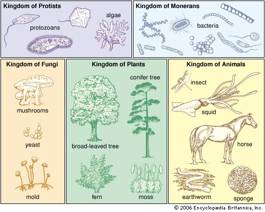 What are the six kingdoms of living organisms?